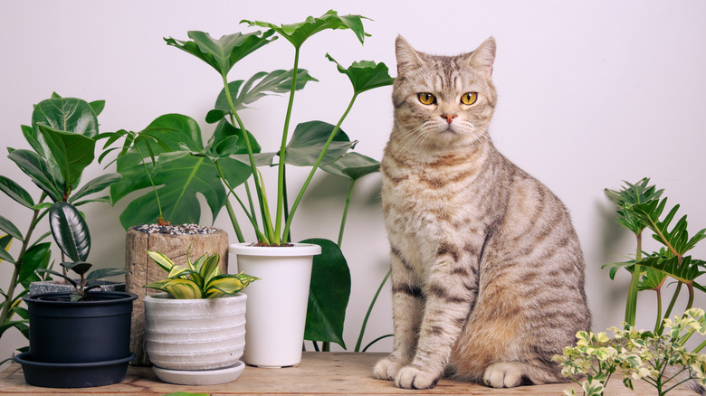 cat sitting beside Monstera plant