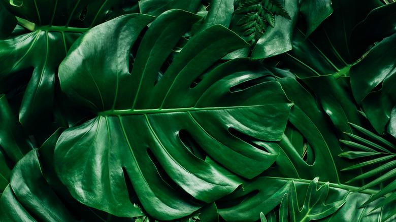 dark background swiss cheese plant