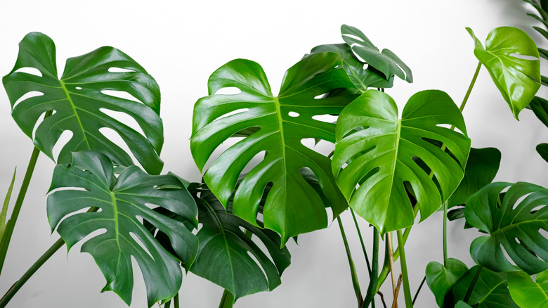 Monstera leaves white background