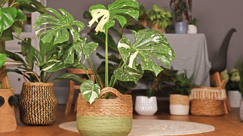 potted Monstera