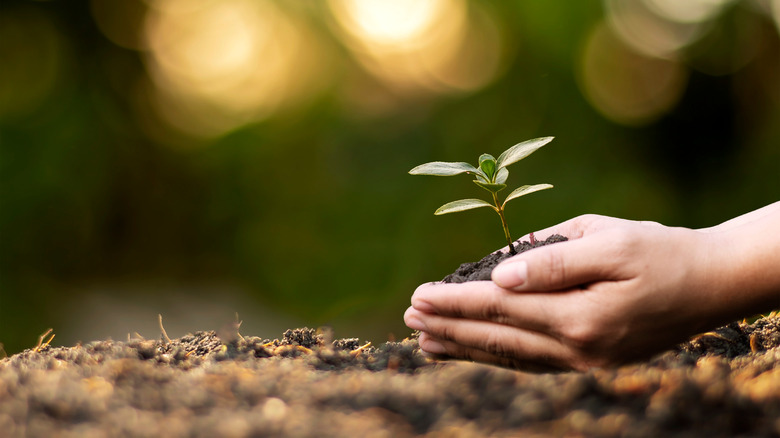 seedling in soil