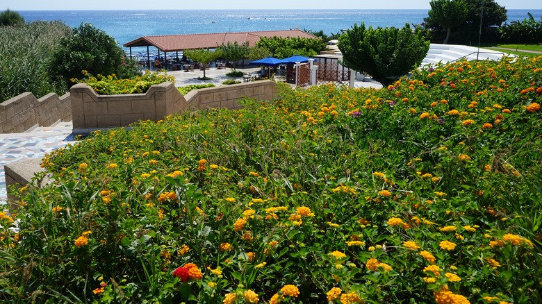 profusion of lantana in tropics