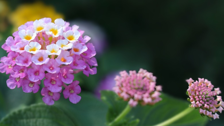 pink lantana umbels close-up