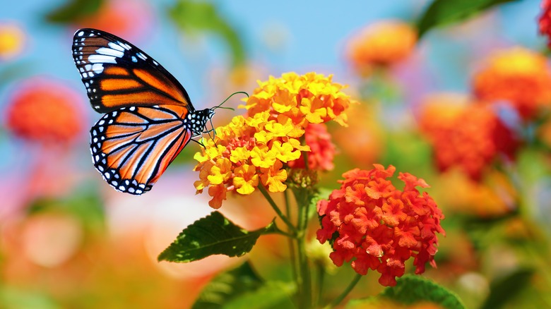 Monarch butterfly and lantana
