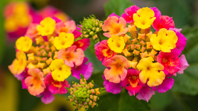 Lantana camara yellow pink purple