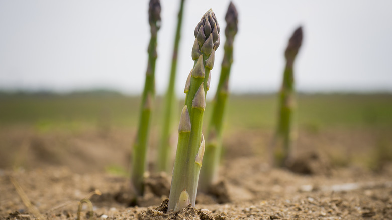 asparagus growing from ground