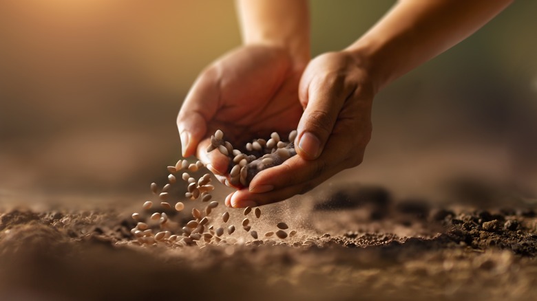 hands dropping seeds