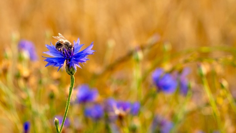 bee on cornflower wheat field