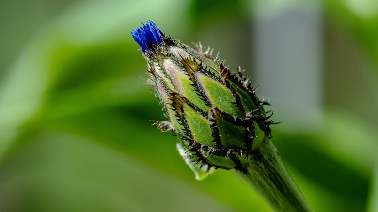 close up cornflower bud