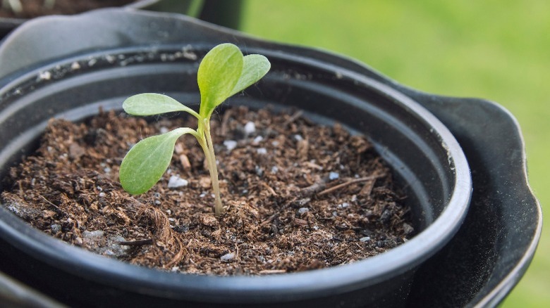 bachelor button seedling in pot