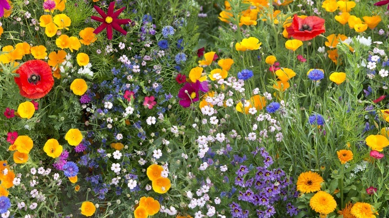 poppies, cornflowers and other wildflowers