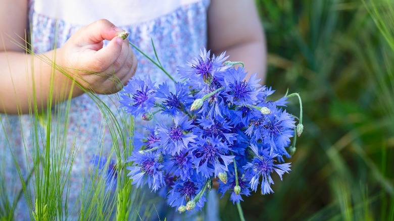 child holding bouquet cornflowers