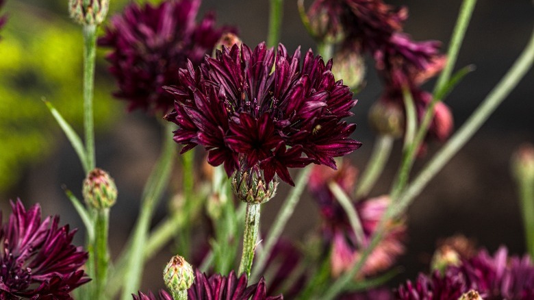 close up black ball cornflower