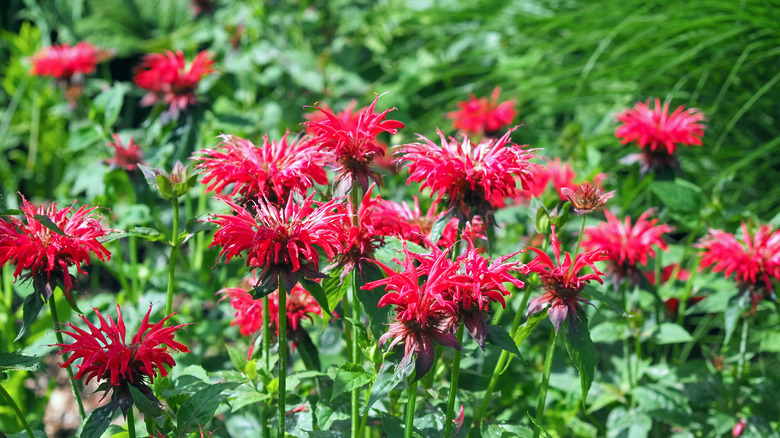 red bee balm