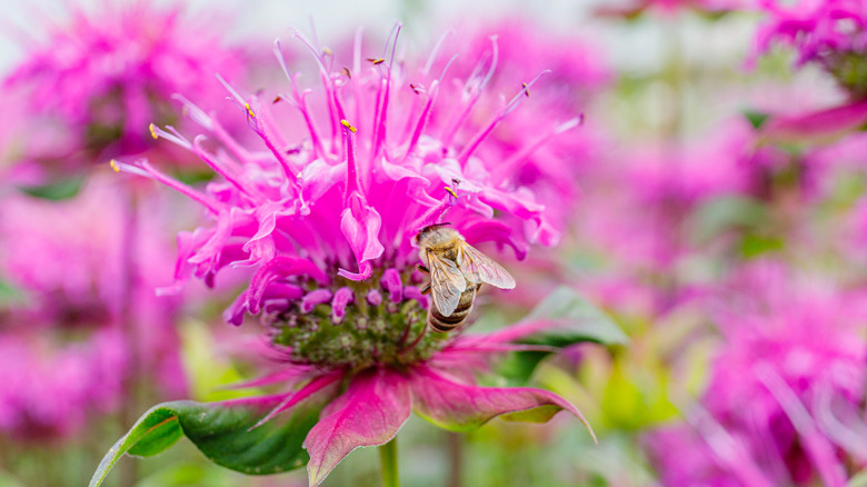 bee on bee balm