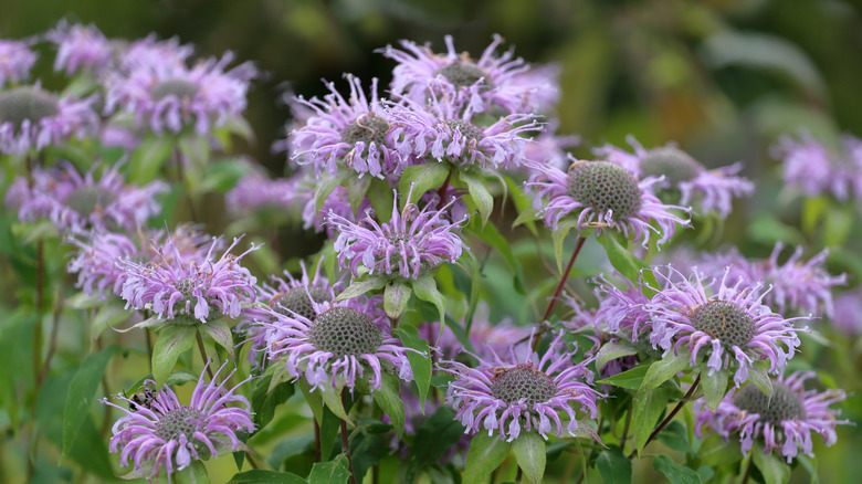 purple bee balm