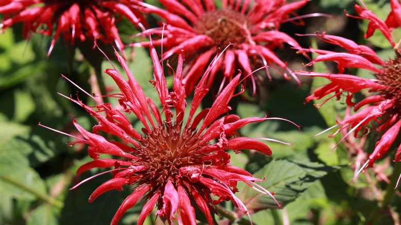 bee balm close-up