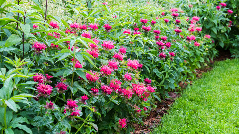 bee balm in garden