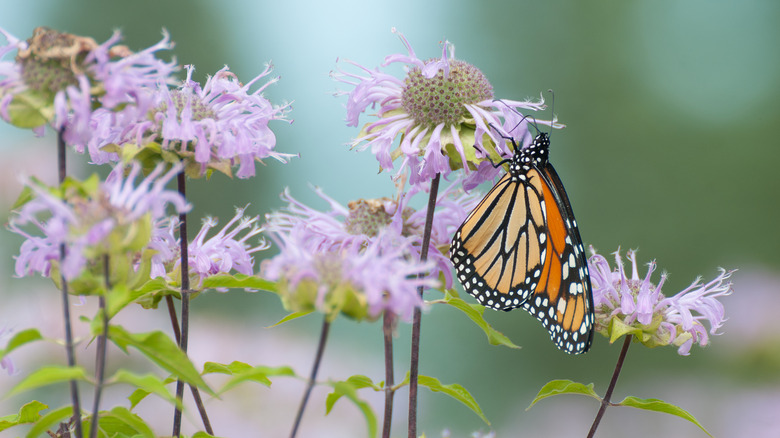 butterfly on bee balm