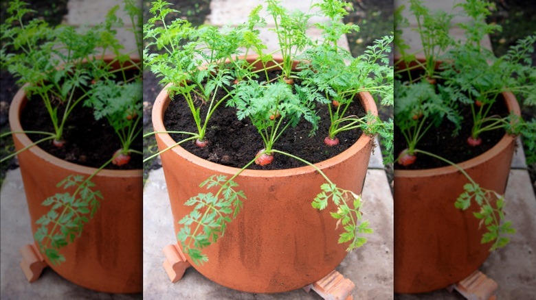 carrots growing in a pot