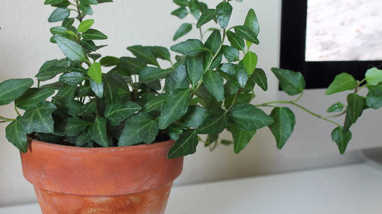 English ivy in brown pot