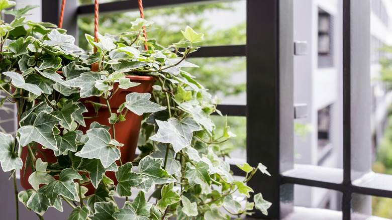 English ivy on balcony