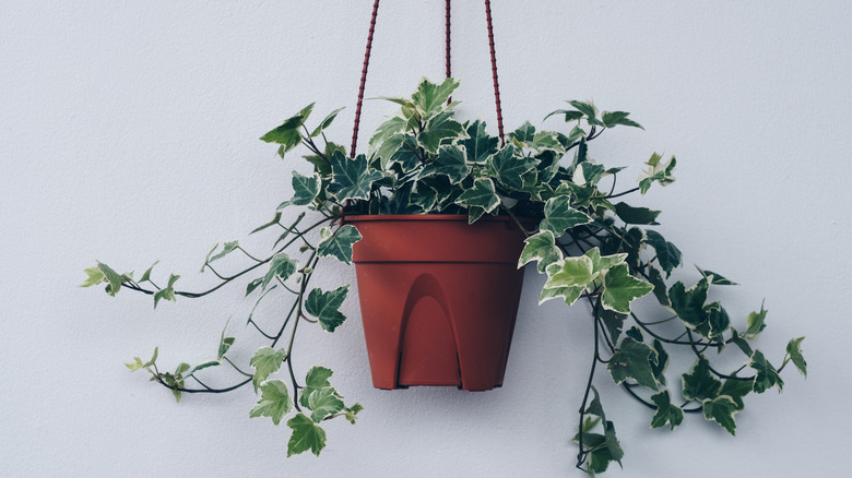 English ivy in hanging pot