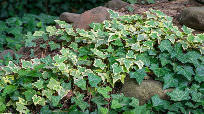 English ivy on stone hill