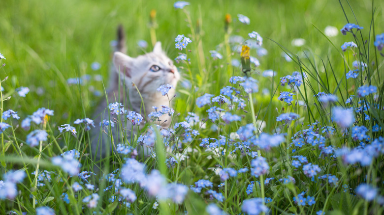 kitten with forget me nots