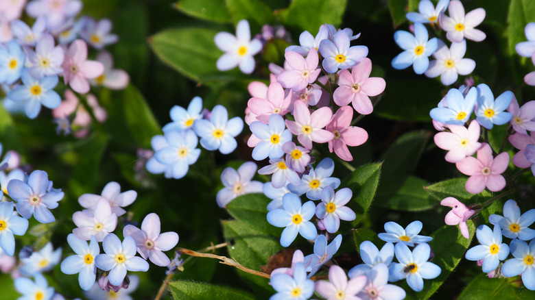 pink and blue forget me nots