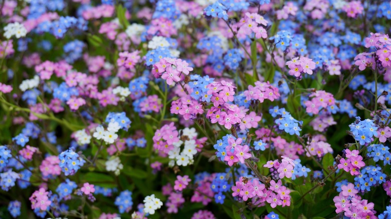 pink and white forget me nots