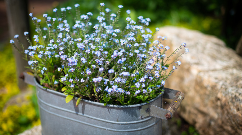 forget me nots in container