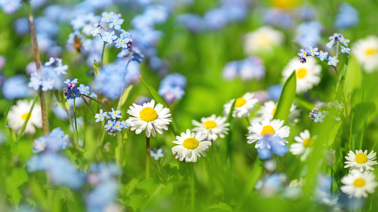 forget me nots and daisies