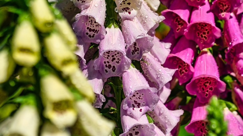 Different colored foxgloves