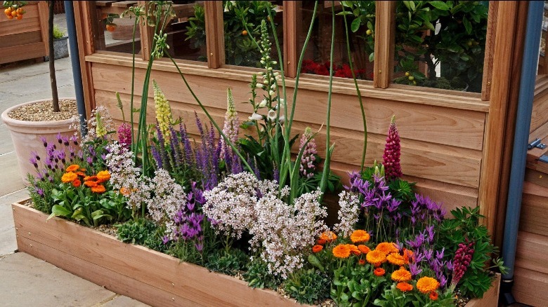 Foxgloves in a flowerbed