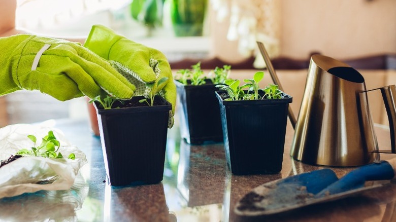 Gardener repotting foxgloves