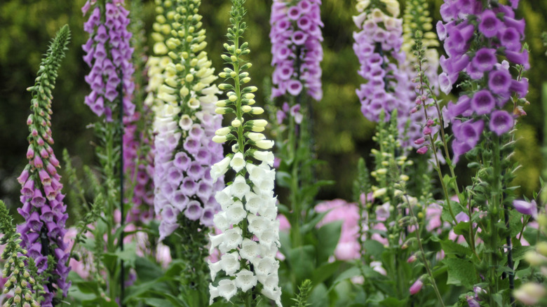 Foxgloves in front of fence