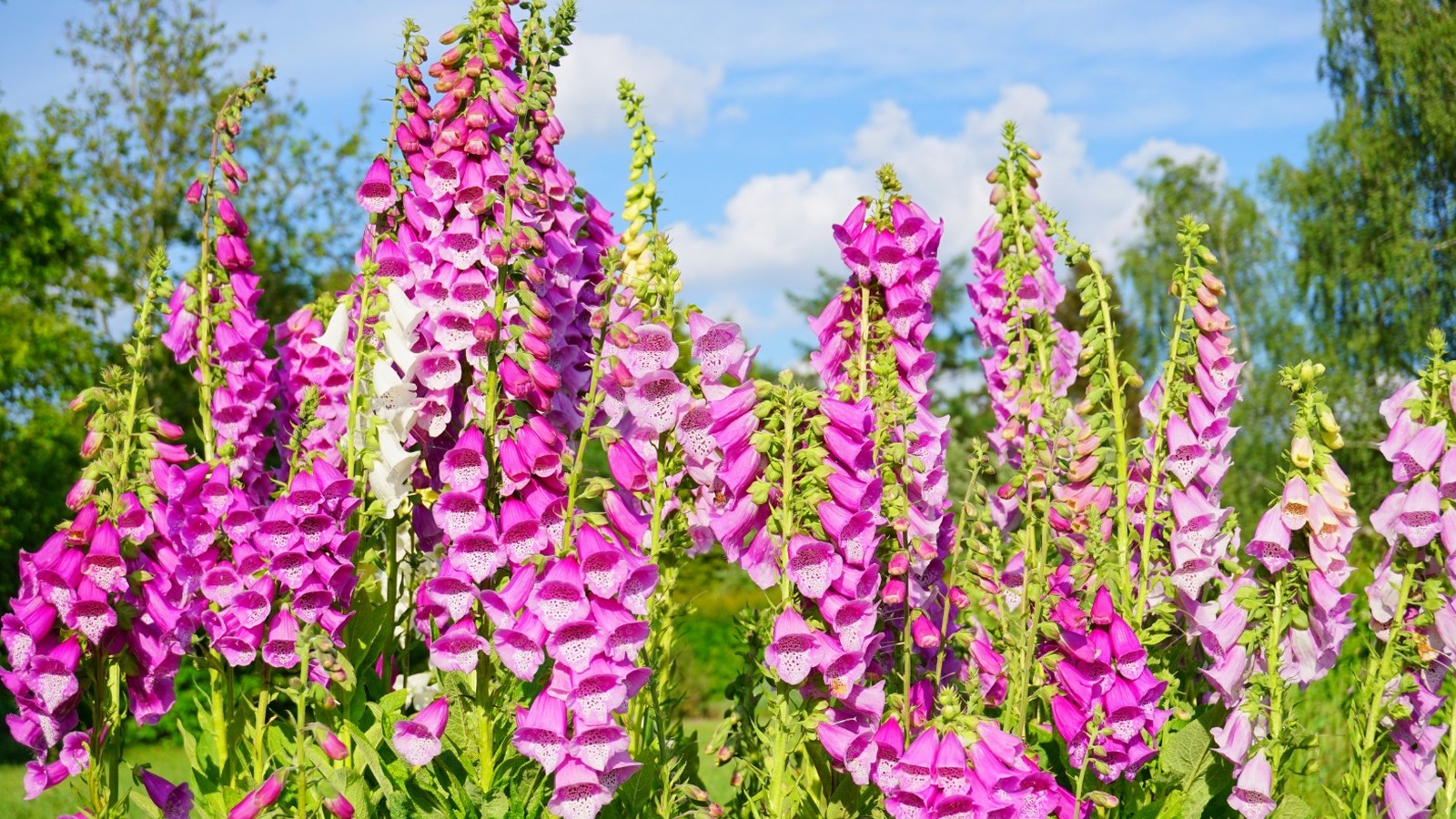 how-to-successfully-grow-foxgloves