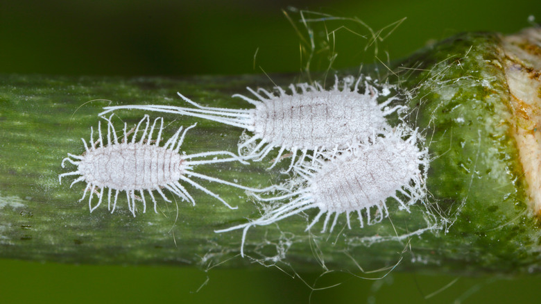 mealybugs on plant
