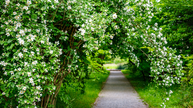 arch walkway of jasmine plants 