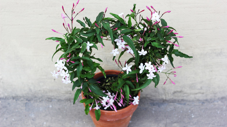 potted jasmine plant 