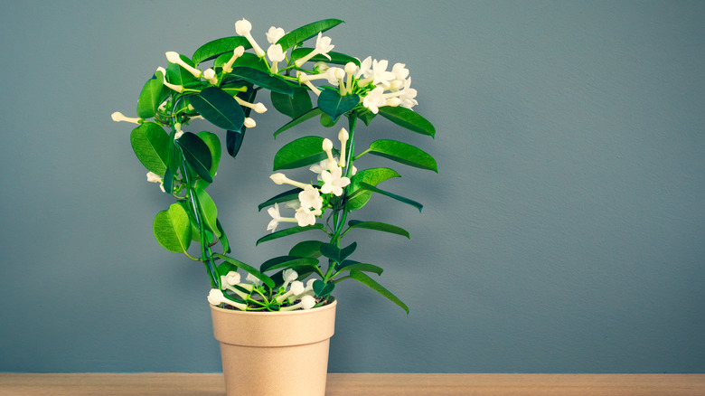 indoor Jasmine plant 