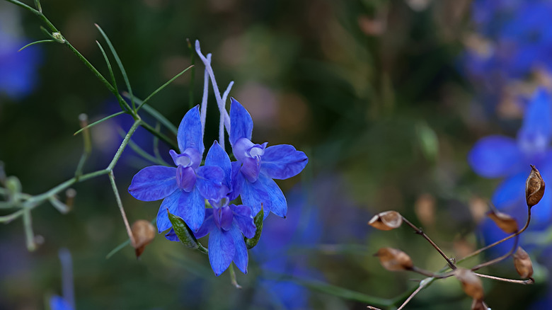 larkspur in lapis