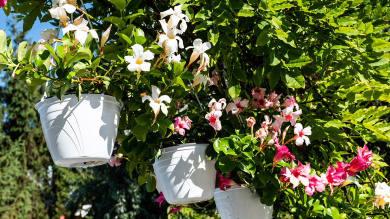 Mandevilla growing in hanging pots