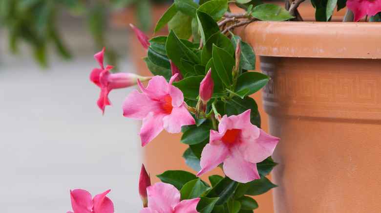 Mandevilla growing in pot