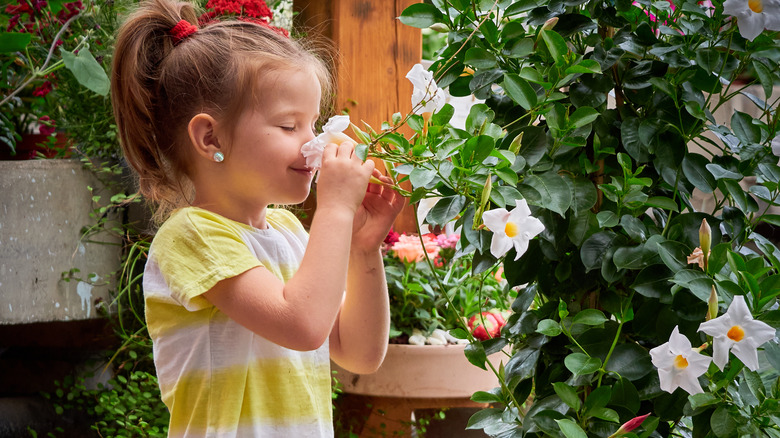 Little girl smelling mandevilla flower