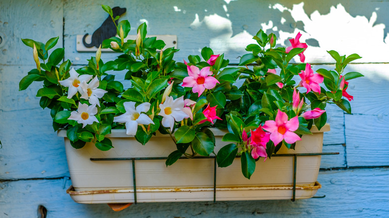 Mandevilla growing in container