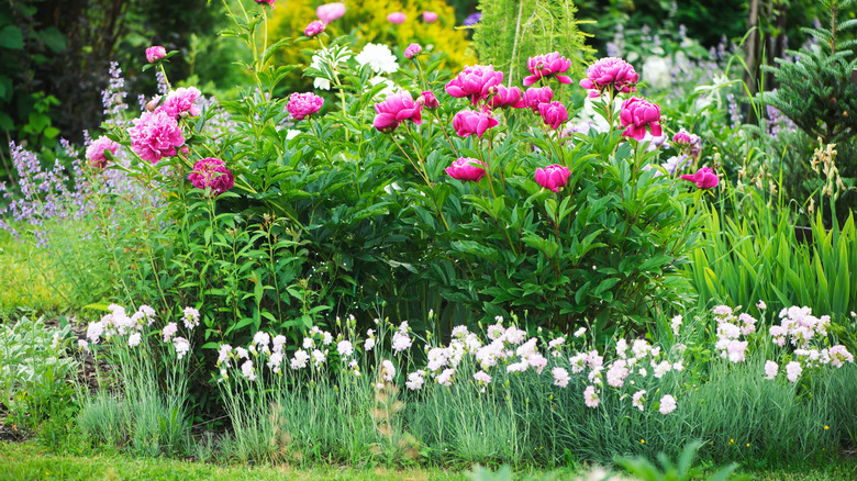 pink peonies in garden