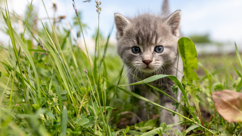 Kitten in grass