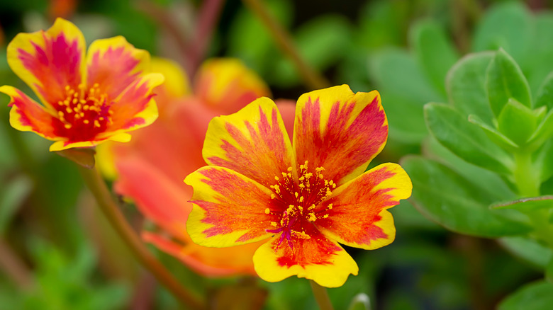 Yellow and red portulaca